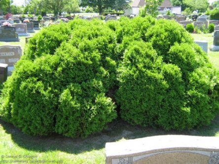 Maple Leaf & St Anthony's Cemeteries